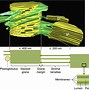 plastoglobuli，plastoglobulin