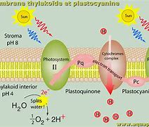 包含plastoquinone的词条