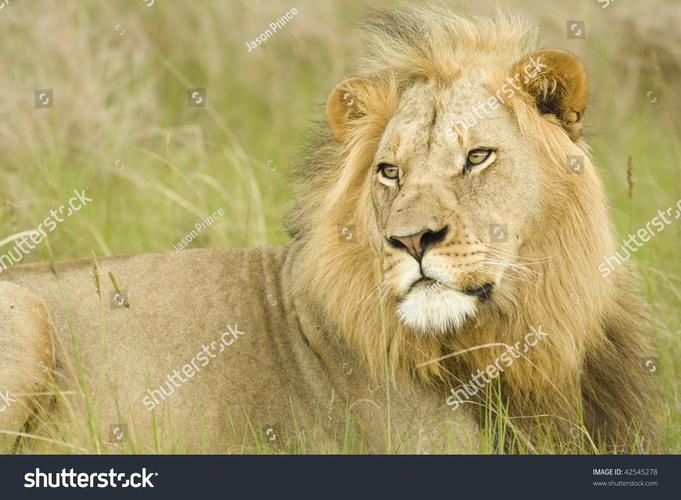 lion平台:lion平台是干嘛用的