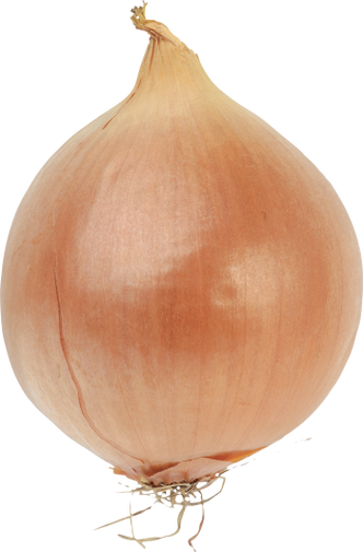 onion:onion洋葱