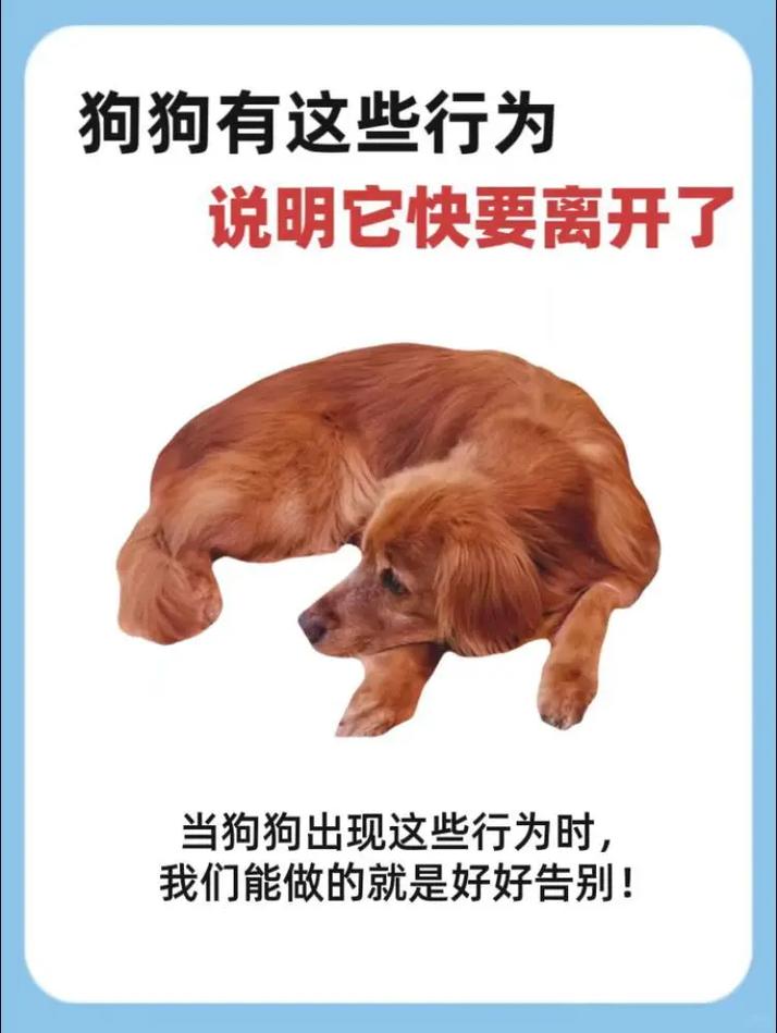 狗死后为什么不让主人碰:狗狗死后为什么不能在狗狗面前哭