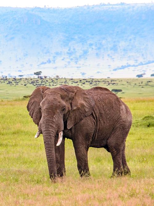 elephant,elephants