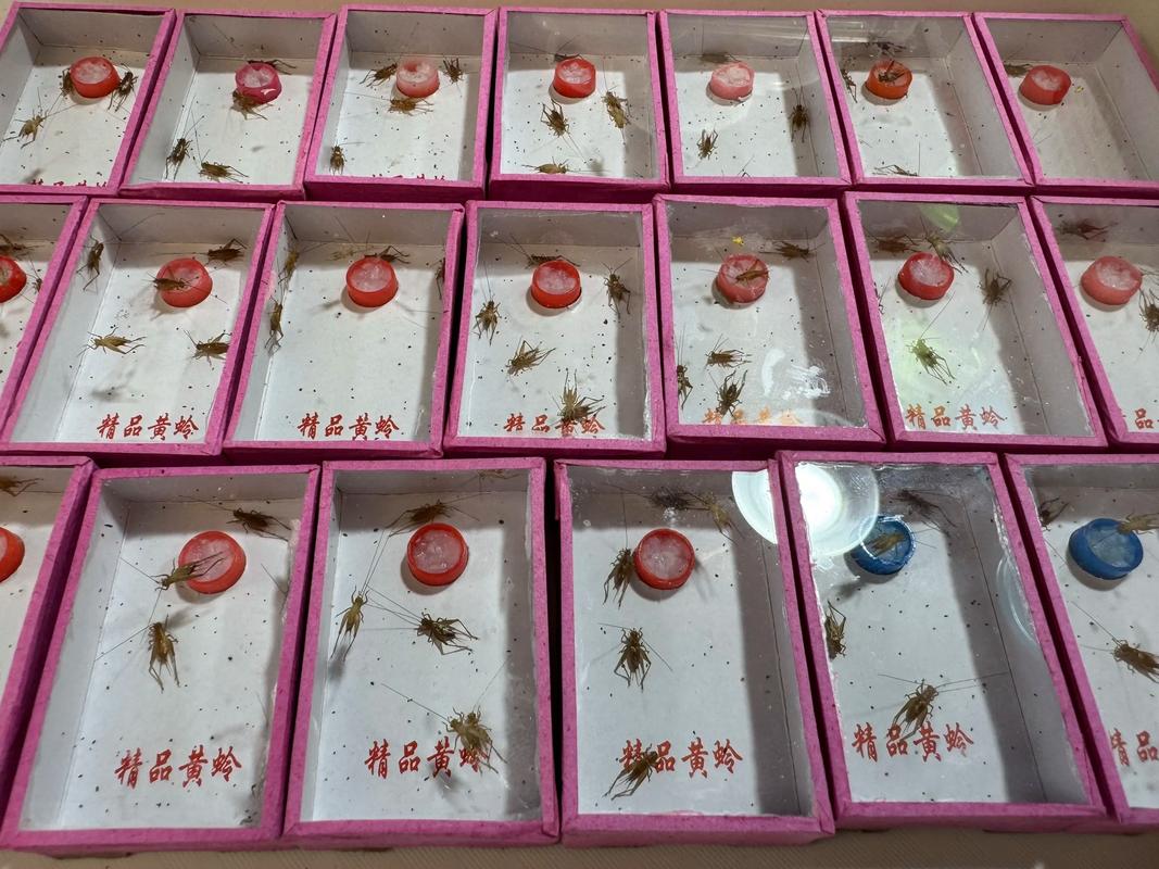 电报蛉虫图片,电报蛉虫子图片